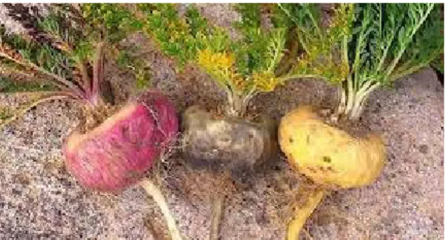 Figura 8.  Ecotipos de Maca cosechada 