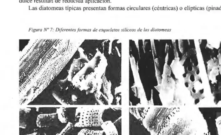 Figura  Nº 7:  Difere11tesfi:m11as  de esqueletos silíceos de las  diatomeas 