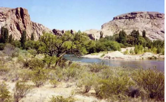 Figura 3. Ignimbritas riolíticas en la margen izquierda del río Chubut. La arboleda corresponde al campamento de la 