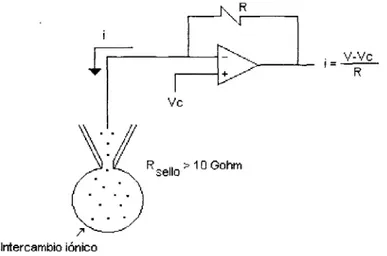 Figura  5.  Circuito de  fijación de voltaje en  la  configuración  de  célula completa utilizando un microelectrodo