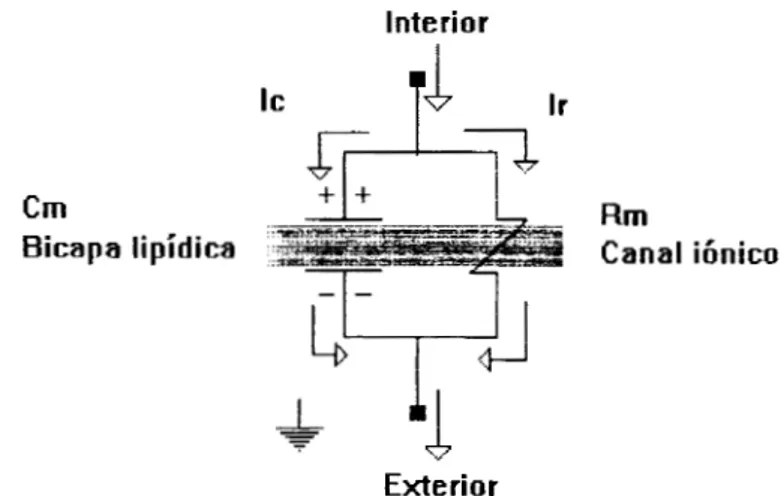 Figura  2.-  Circuito  eléctrico  equivalente  de  la  membrana  celular  mostrando  la  capacitancia  de  la  membrana,  Cm,  y  la  resistencia  Rm