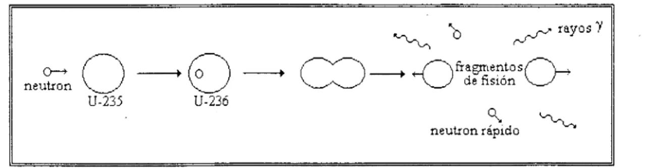 Fig.  l .  1  :  Representación  esquemática de la  reacción  de  fisión  nuclear. 