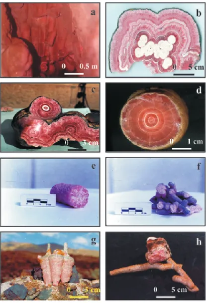 Figura 7. Fotografías de estalactitas de rodocrosita. a) Un sector de la cavidad con estalactitas in situ; b) Sección