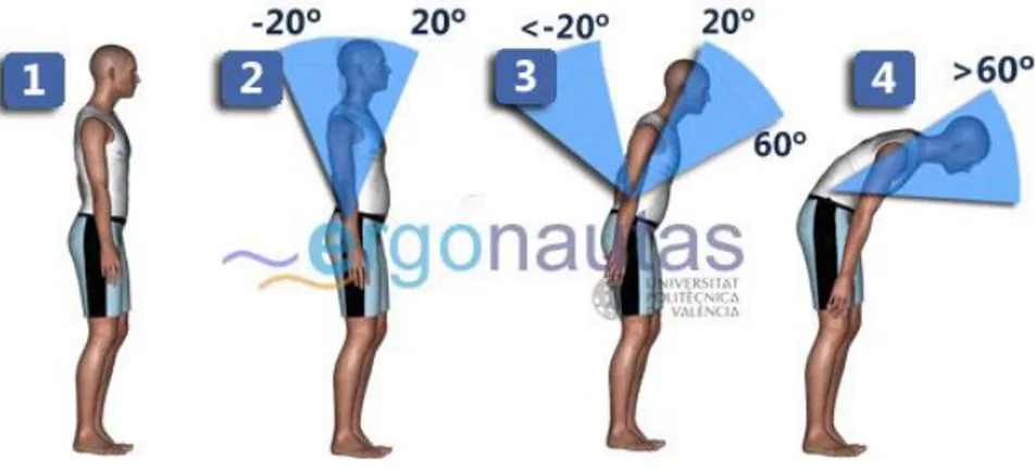 Ilustración 16 Medición de ángulos del tronco en REBA.   Adaptado de https://www.ergonautas.upv.es/
