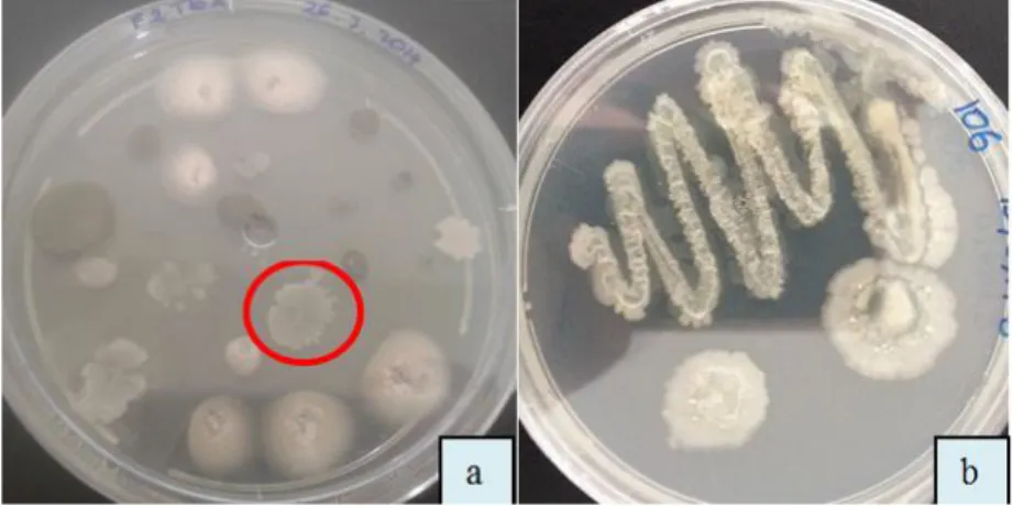 Figura  7.  a)  Presencia  de  colonia  con  bordes  irregulares,  color  blanco  mate,  aspecto  ceroso  brillante,  originario  de  un  huevo  de  Tetranychus  urticae