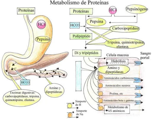Gráfico 10: Metabolismo de las proteínas 