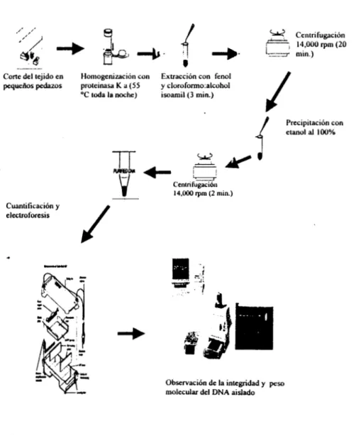 Figura  6: Esquema  del prweso de  extracción  del  ADN. 
