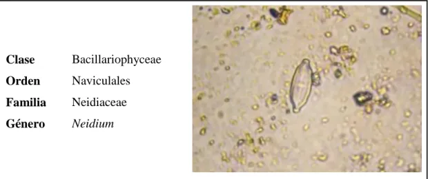 Figura 20. Neidium sp. 
