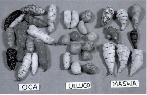 Figura 1: Oca, Ulluco y Mashua 