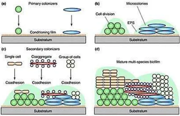 Gráfico 2 E squema de la colonización bacteriana. 