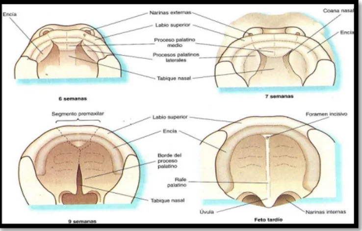 Figura 7.  Cavidad bucal,  Desarrollo del paladar primitivo, visto desde abajo. 