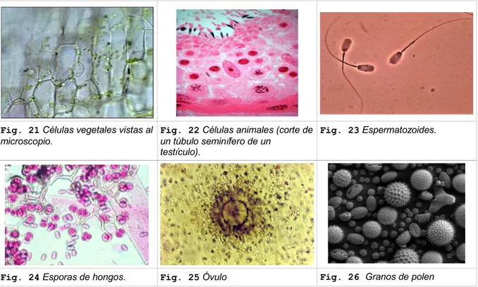Fig. 21 Células vegetales vistas al