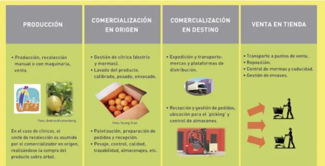 Cuadro explicativo de la cadena de valor de los cítricos.