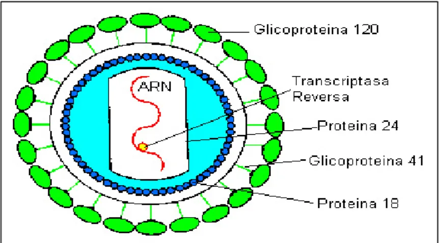 Figura 1. Esquema del VIH-1. 