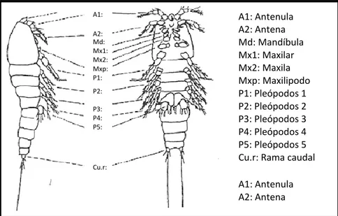 Figura 4. Estructura general de un copépodo Harpacticoida.