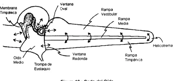 Figura  IO  :  Corte del  Old0 