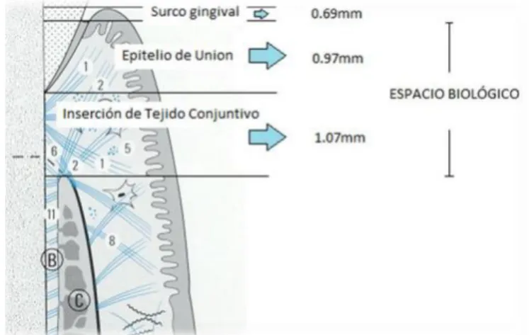 Figura  3: Esquema de la composición del espacio biológico periodontal y sus medidas  Elaborador y fuente: (Klaus, 1985) 