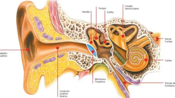 Figura 1. Anatomía del sistema auditivo   Fuente: Internet 