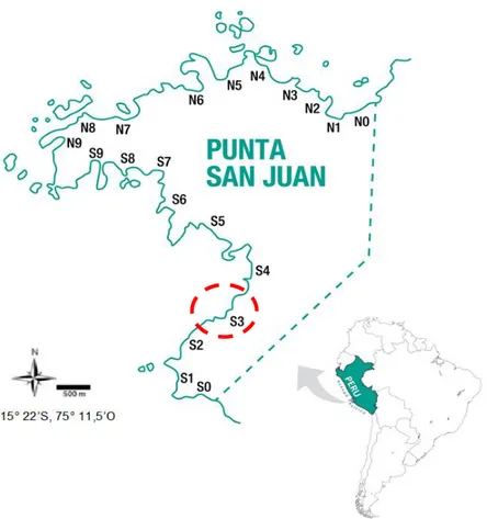 Figura  03.  La  Reserva  Nacional  Punta  San  Juan,  con  las  20  playas y señalando en rojo la playa de estudio (Fuente: Programa  Punta San Juan)