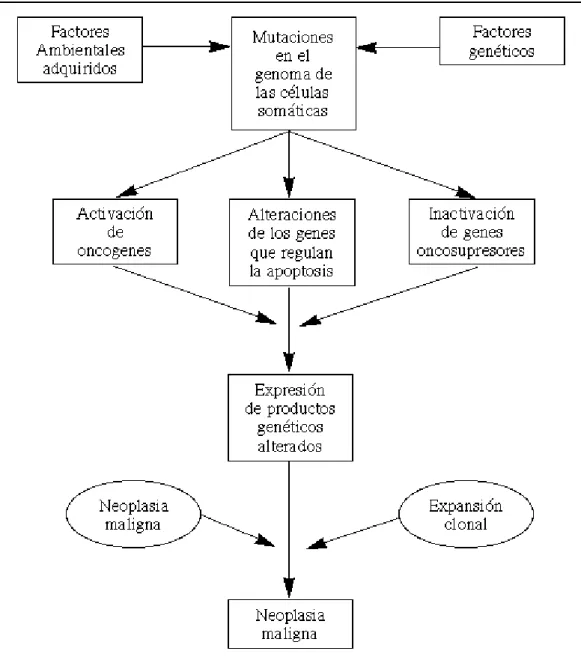 Gráfico 1. Proceso simplificado de la carcinogénesis, 2000  43 .  Fuente. Sociedad Canaria de Oftalmología 