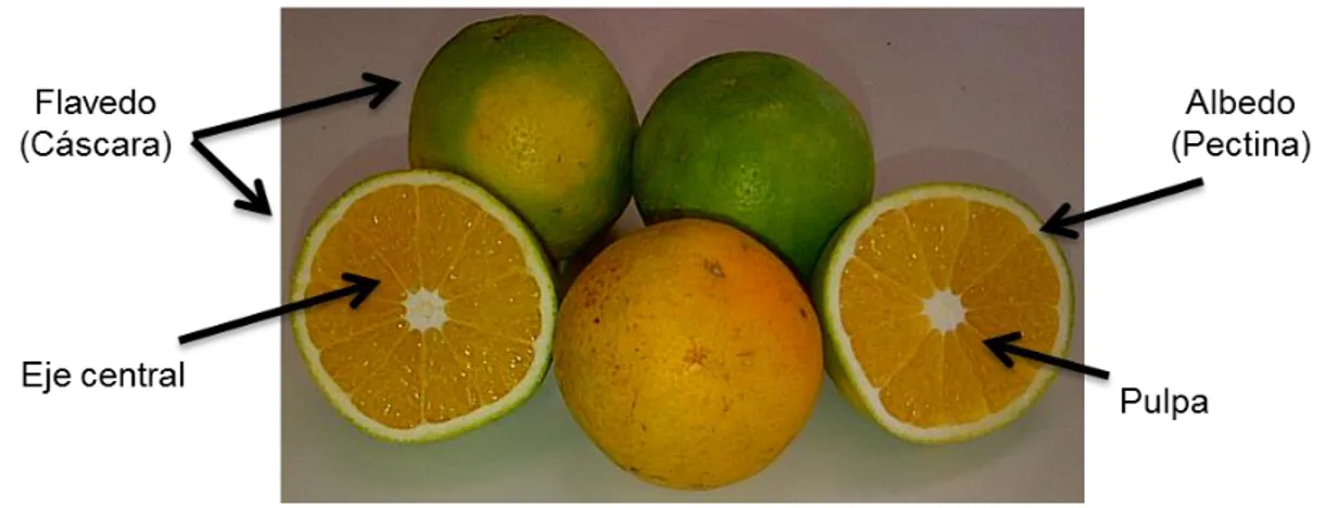 Figura 2. Fruto de la Naranja. Familia Rutaceae Género Citrus 