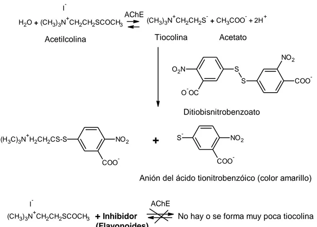 Figura 7. Reacción inhibición de la acetilcolinesterasa 22