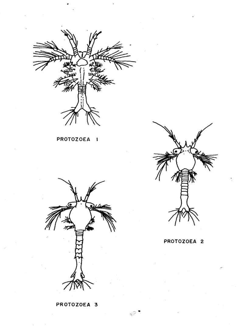 Fig.  5  Estadios  larvarios  del  c a m a r ó n   (Kitani,  1984) 