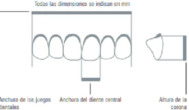 Figura 15. Base elemental para escoger el tamaño de los dientes  Tomado de: (VITA, s.f.) 