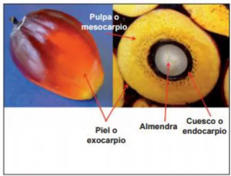 Figura 2. Partes del fruto de palma. 