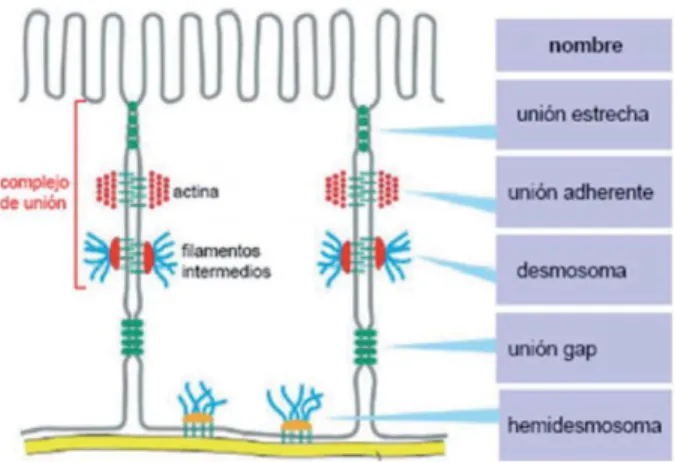 Figura 1. Uniones entre células epiteliales: estrechas, adherentes, gap, desmosomas y  hemidesmosomas
