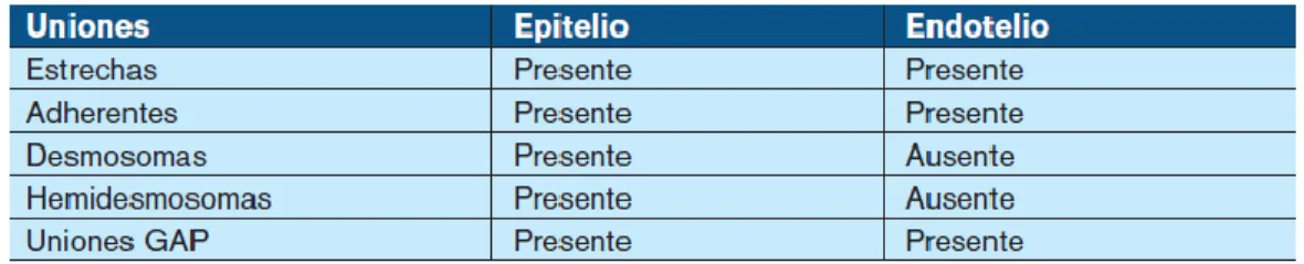 Tabla 2. Tipos de uniones entre las células endoteliales versus epiteliales. 
