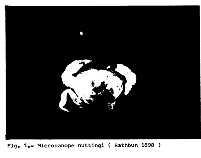 Fig.  1.-  Micropanope  nuttingi  (  Rathbun  1898  )  r  L  F  c  L  L  F  -.. 
