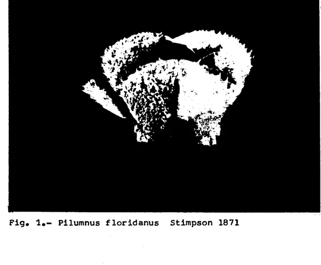Fig.  1.-  Pilumnus  f  loridanus  Stimpson  1871 