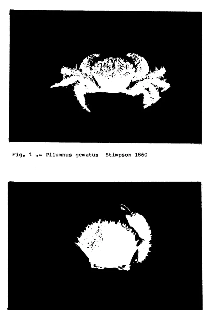 Fig.  2.-  Pilumnus  sayi  Rathbun  1897. 