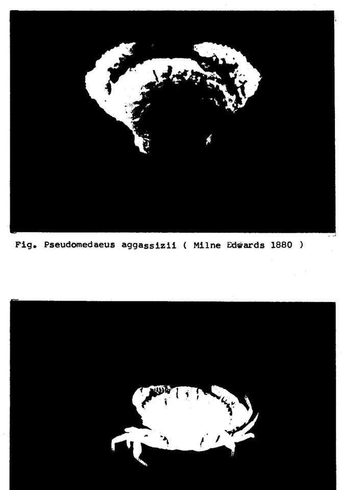 Fig.  Pseudornedaeus  a g g a s s i z i i   i  Milne  Edwards  1880 