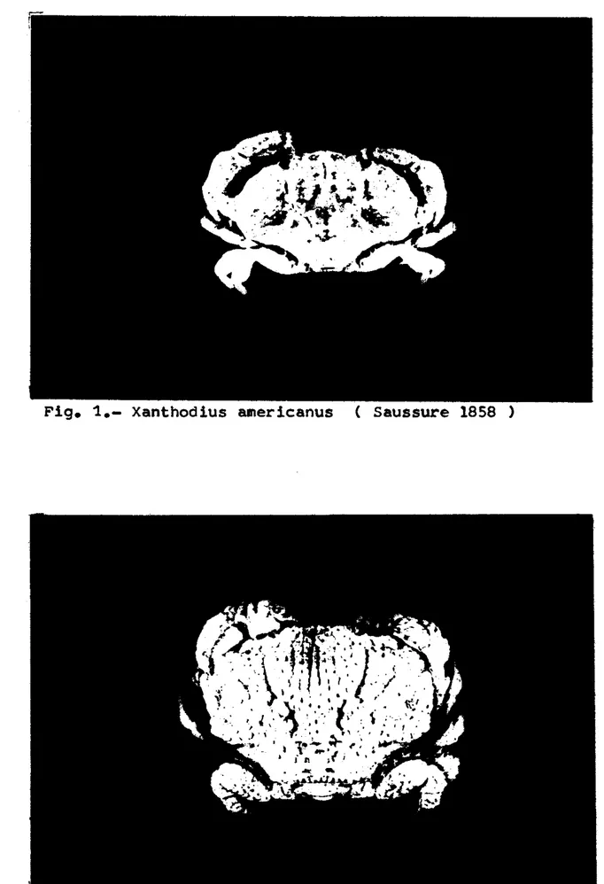 Fig.  1.-  Xanthodius  mericenus  (  Saussure  1858  1  r-  L-  L  L  f  L  c  L  I  L  6  i  n  1;  L  c 