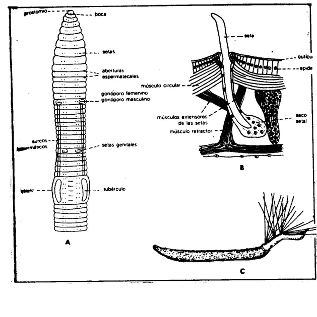 FIGURA  NO.  1  MORFOLOGIA  EXTERNA  V E   LA  LOMBRIZ  VE  TIERRA. 