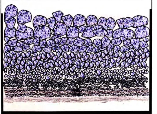 Figura 2.2.  Esquema del proceso de estratificación. 