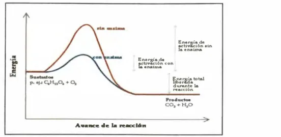 Fig.  1 Diagrama de Energía de Activación de una reacción con y sin enzima 