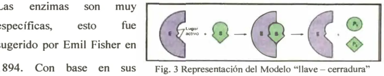 Fig. 3 Representación del Modelo "llave - cerradura" 