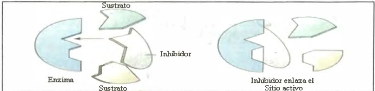 Fig. 5 Representación de un inhibidor competitivo 