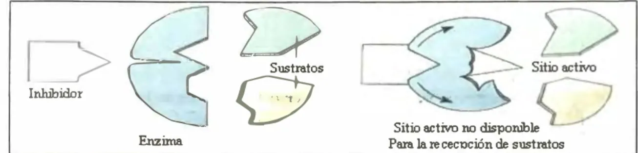 Fig. 6 Representación de un inhibidor no competitivo 
