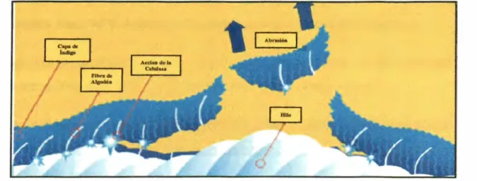 Fig.  15 Representación de la acción enzima celulasa 