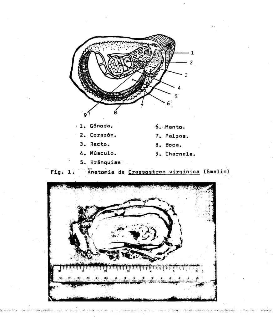 Fig.  1 .   Znatomia  de  C r a s s o s t r e a   virai-  ( t m e l i n )  