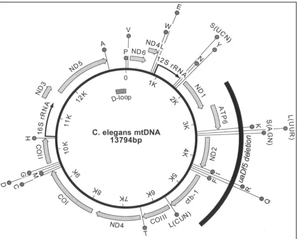 Ilustración 1: Mapa genético de Caenorhabditis elegans 