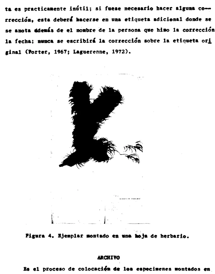 Figura  4.  ñjtipiar  matade  ea  sna  &amp;a  áe  herbario. 