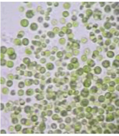 Figura 2. Imagen de Chlorella vulgaris captada mediante microscopio óptico, 40x.  