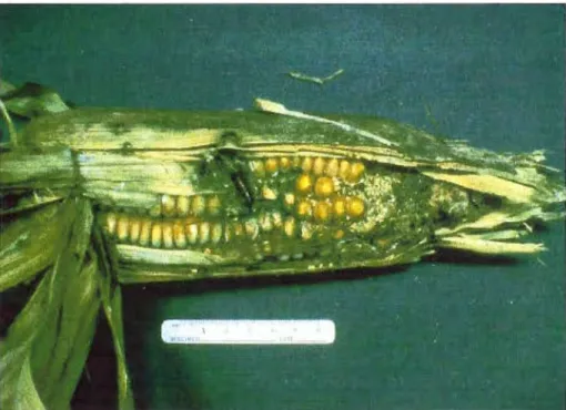 Figura 12 : maíz contaminado 