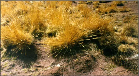 Fig. 2.2 Calamagrostis 