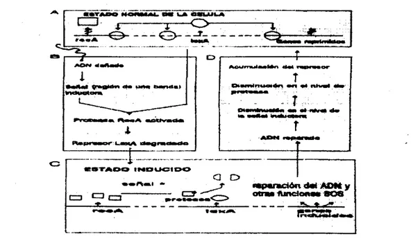 Figura 9. Modelo  del  Sistema regulador SOS. 